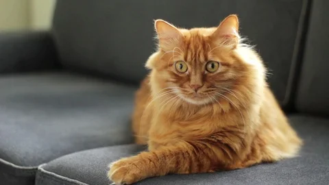 Cute Cat Looks Camera and Jumps Down Stock Footage 96248924