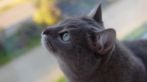 Cute cat looks out the window Stock Footage 286116192