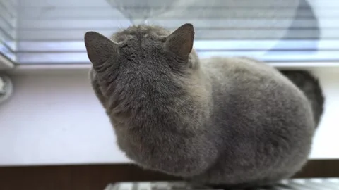 Cute cat looks out the window Video stock 286116197