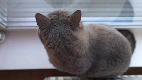Cute cat looks out the window Stock Footage 286116235