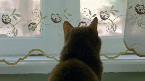 Cute cat looks in the window Stock Footage 90489823
