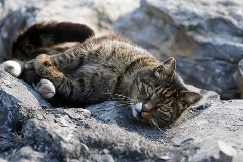 Cute cat lying alone on the rocks Stock Photos