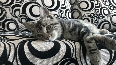 Cute cat lying and chilling resting on sofa indoors, playful fluffy black and Stock Footage 139689997