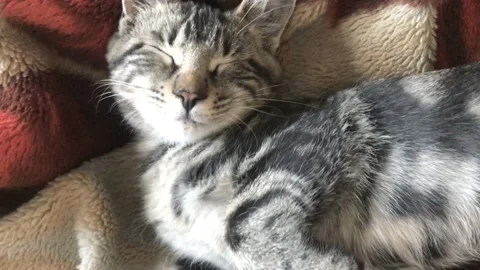 Cute cat lying and chilling resting on fluffy blanket indoors, playful fluffy Stock Footage 139729613