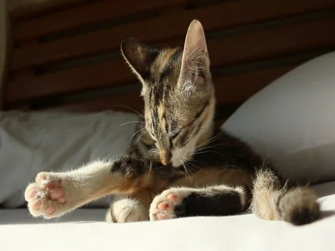 Cute Cat lying on bed Stock Footage 73722644