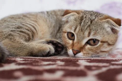 Cute cat lying on the bed grey coloring book Stock Photos