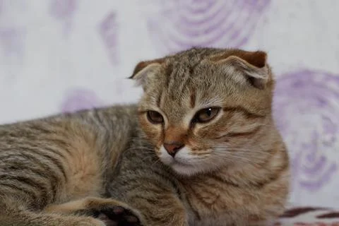 Cute cat lying on the bed grey coloring book Stock Photos