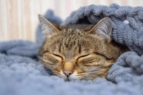 Cute cat lying in bed under a blanket. Fluffy pet comfortably settled to sleep Foto stock