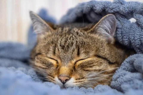 Cute cat lying in bed under a blanket. Fluffy pet comfortably settled to sleep Foto stock