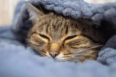 Cute cat lying in bed under a blanket. Fluffy pet comfortably settled to sleep Stock-Fotos
