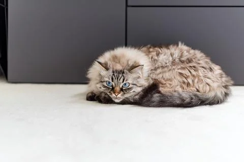 Cute cat lying on the carpet. Neva Masquerade Cat Stock Photos