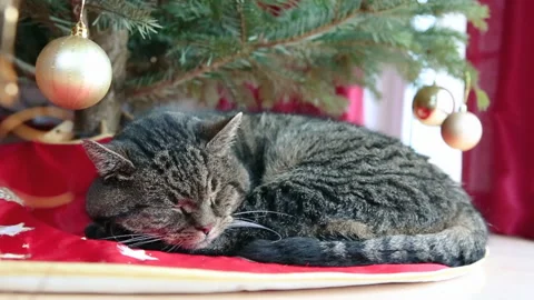 Cute cat lying on carpet under Christmas tree. Stock Footage 218593130
