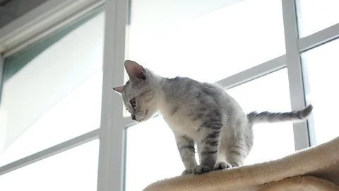 Cute cat lying on cat tower slow motion Stock Footage 90641222