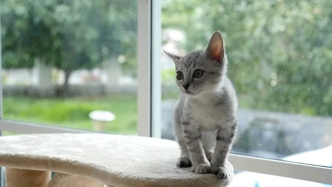 Cute cat lying on cat tower slow motion Stock Footage 90642303