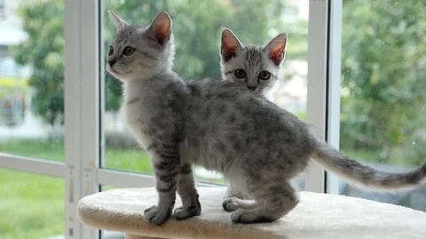 Cute cat lying on cat tower slow motion Stock Footage 90643404