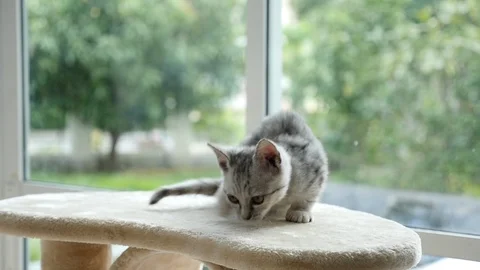 Cute cat lying on cat tower slow motion Stock Footage 90643756
