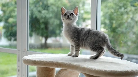 Cute cat lying on cat tower slow motion Video stock 90644391