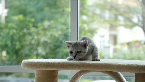 Cute cat lying on cat tower slow motion Stock Footage 90645334