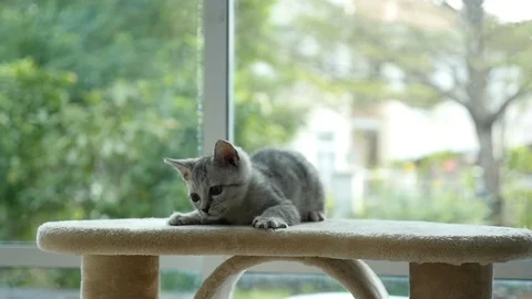 Cute cat lying on cat tower slow motion Video stock 90645454
