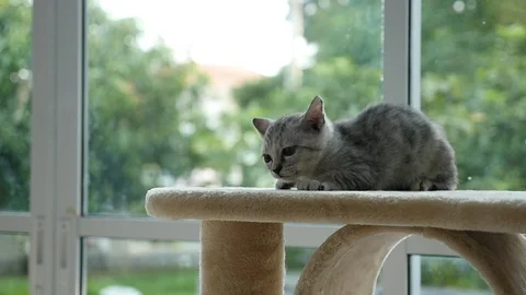 Cute cat lying on cat tower slow motion Video stock 90645463