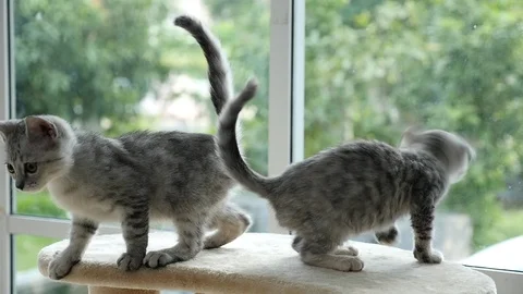 Cute cat lying on cat tower slow motion Stock Footage 90645686