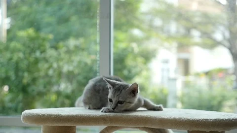 Cute cat lying on cat tower slow motion Video stock 90646445