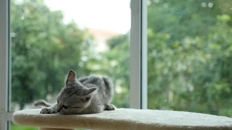 Cute cat lying on cat tower slow motion Video stock 90647005