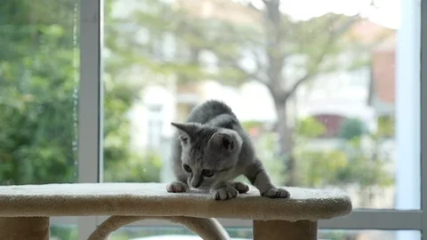 Cute cat lying on cat tower slow motion Video stock 90649884