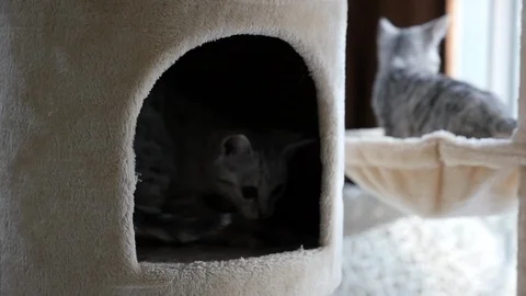Cute cat lying on cat tower slow motion Video stock 90650041
