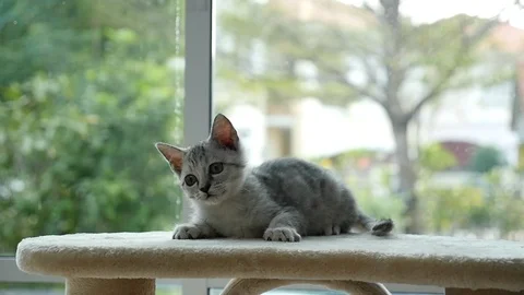 Cute cat lying on cat tower slow motion Video stock 90650987