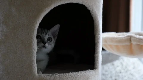 Cute cat lying on cat tower slow motion Stock Footage 90651854