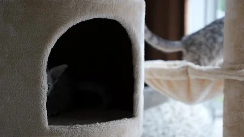 Cute cat lying on cat tower slow motion Video stock 90652238