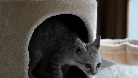 Cute cat lying on cat tower slow motion Video stock 90653105