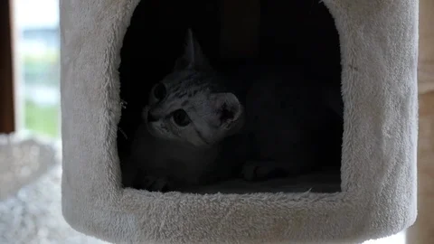 Cute cat lying on cat tower slow motion Video stock 90653705