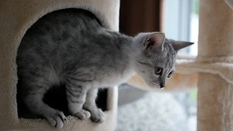 Cute cat lying on cat tower slow motion Video stock 90654307