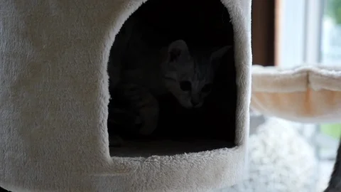 Cute cat lying on cat tower slow motion Video stock 90656895