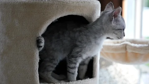 Cute cat lying on cat tower slow motion Video stock 90658328