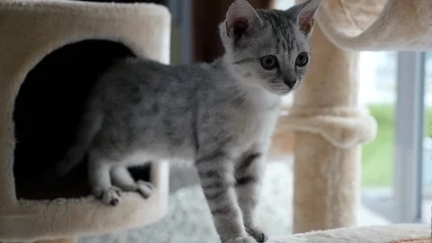 Cute cat lying on cat tower slow motion Video stock 90659619
