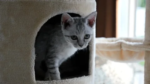 Cute cat lying on cat tower slow motion Video stock 90660625