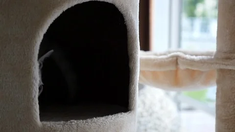 Cute cat lying on cat tower slow motion Video stock 90660681