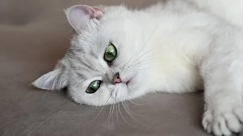 A cute cat is lying on the couch. The cat has huge green eyes. Horizontal Stock Footage 257946116