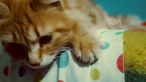 Cute cat lying down Stock Footage 168639492