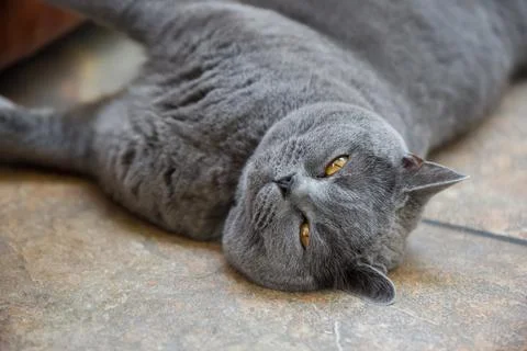 Cute cat lying down indoors for a rest the cat is a British shorthair breed Stock Photos