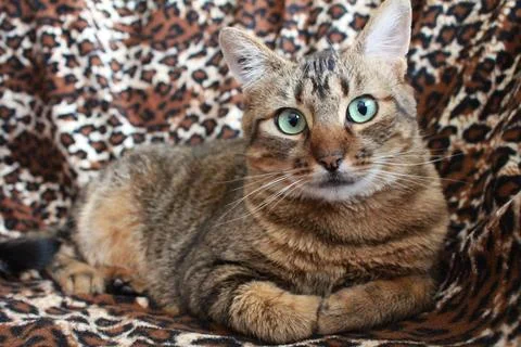 A cute cat is lying down Stock Photos