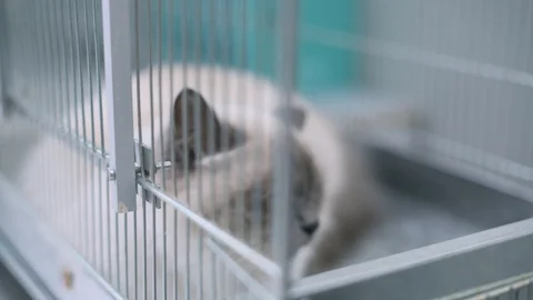 Cute cat lying down in a vet cage at the clinic Stock Footage 128797800