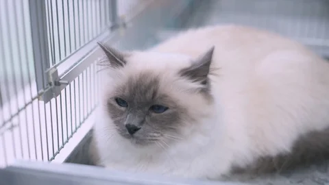 Cute cat lying down in a vet cage at the clinic Stock Footage 128797873