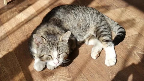 Cute cat lying on a floor, just woke up. 動画素材 111406690