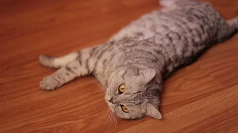 Cute Cat lying on the floor looking at the camera , close-up Stock Footage 59976199