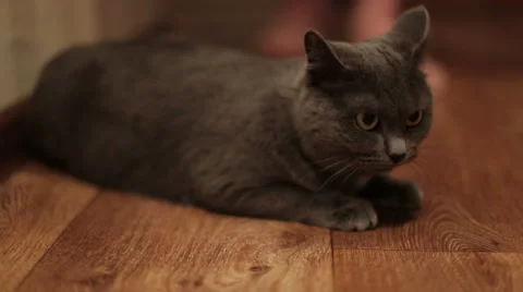 Cute Cat lying on the floor looking at the camera , close-up Stock Footage 59978497