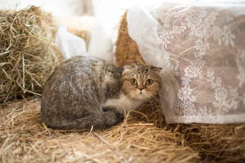Cute cat lying on floor Stock Photos